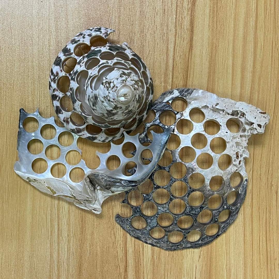 Very Matters Natural Shell Buttons